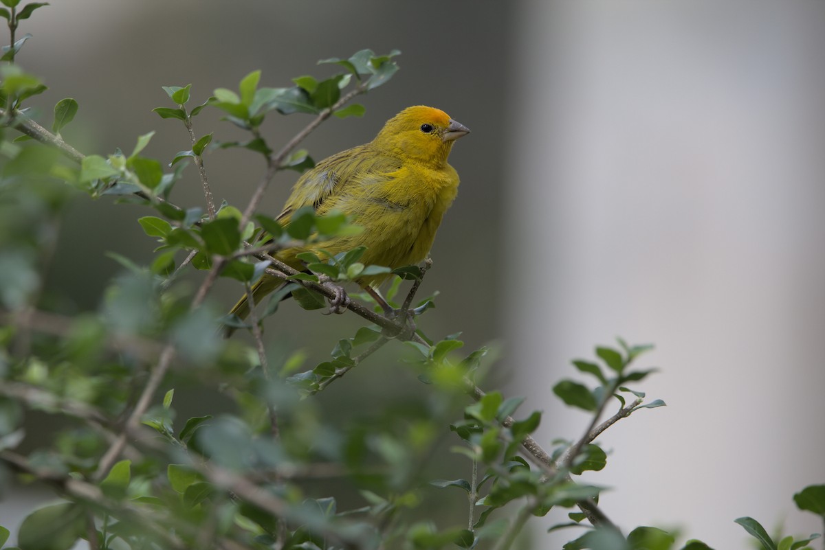 Saffron Finch - ML544370261
