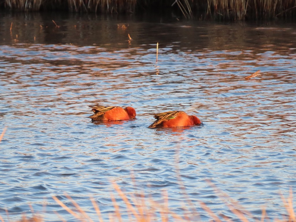 Cinnamon Teal - ML544370451