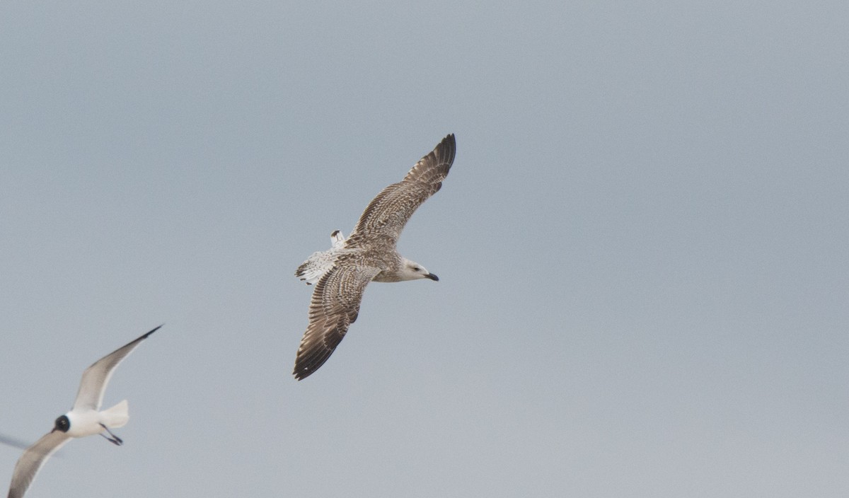 Great Black-backed Gull - ML544371361