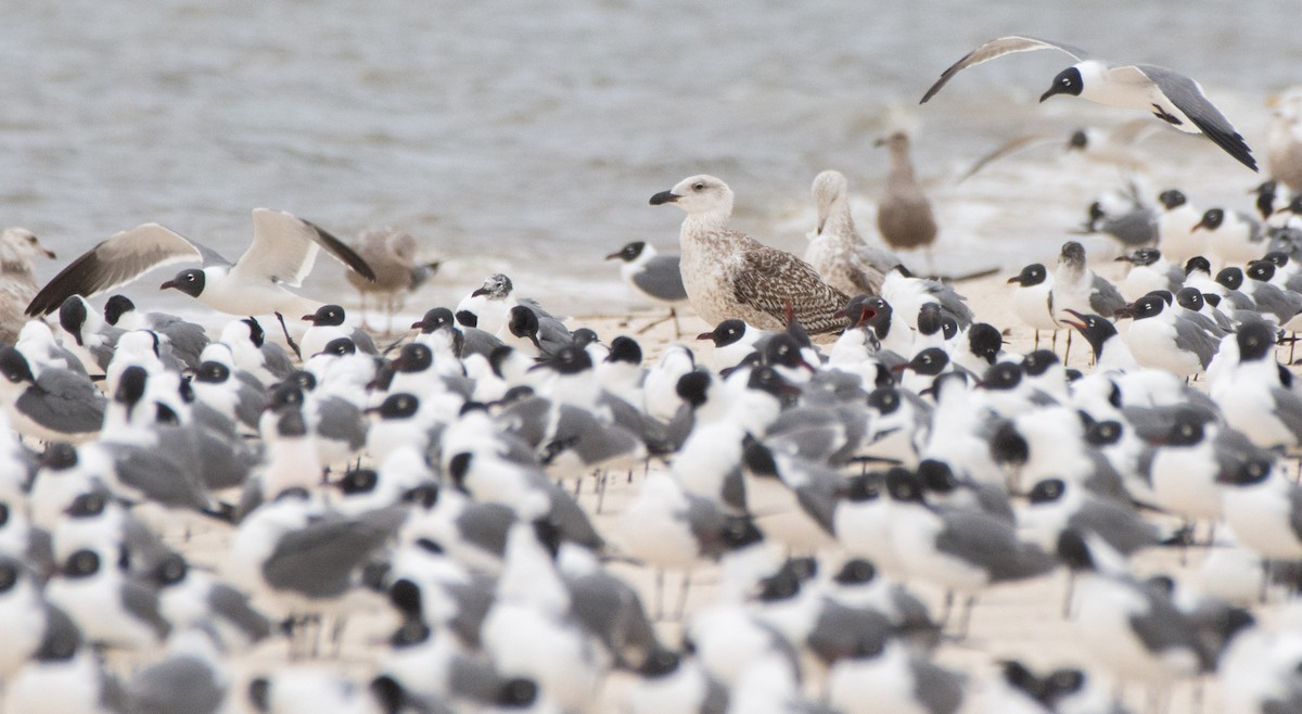 Great Black-backed Gull - ML544371381