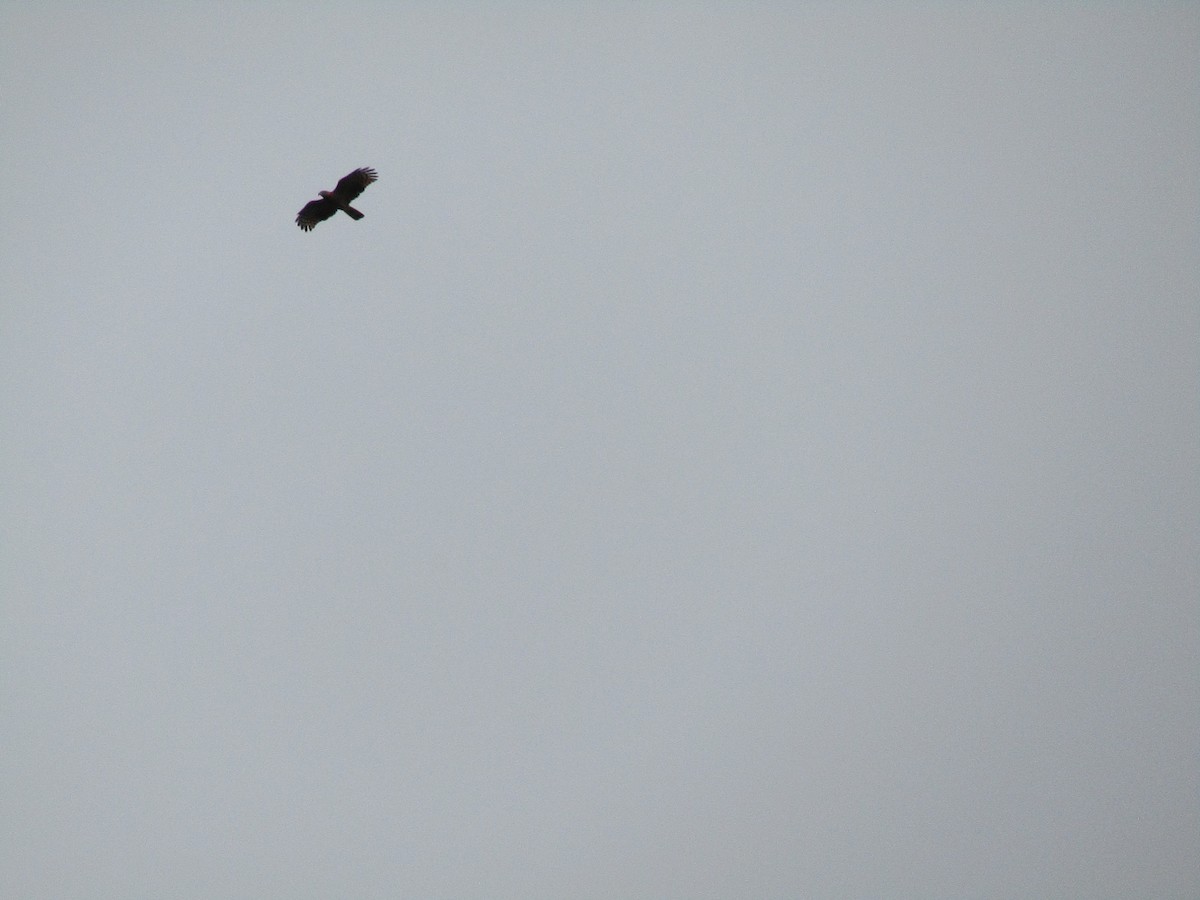 Hook-billed Kite (Grenada) - ML544371431