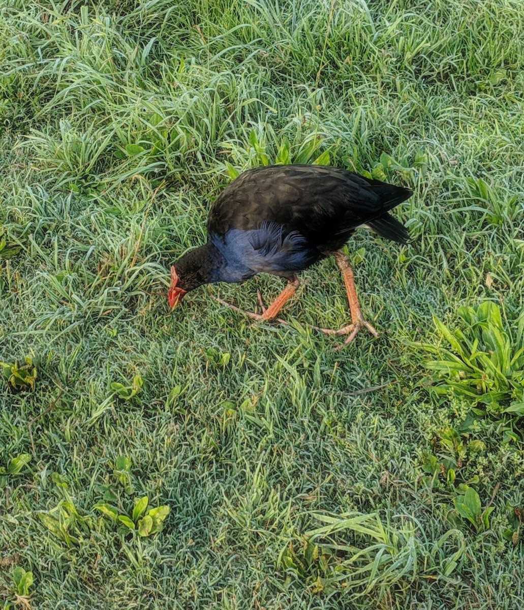 オーストラリアセイケイ - ML544371611