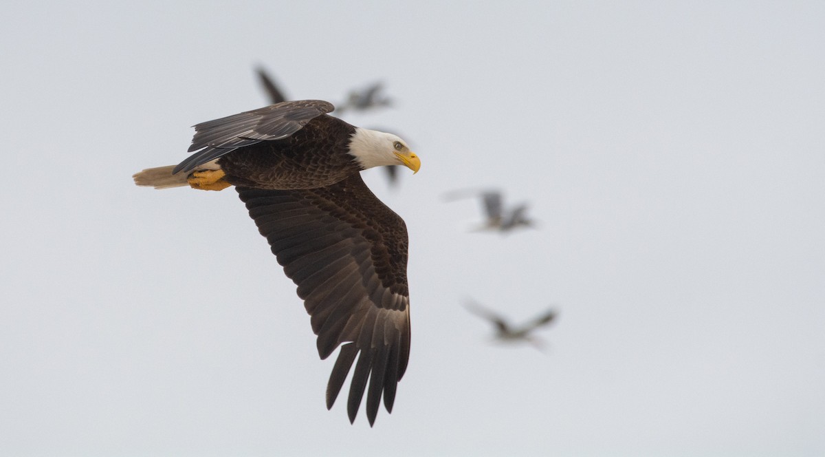 Bald Eagle - Collin Stempien