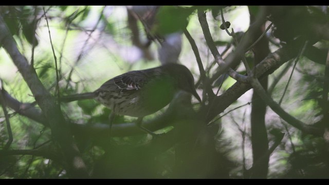 Bahama Mockingbird - ML544371771