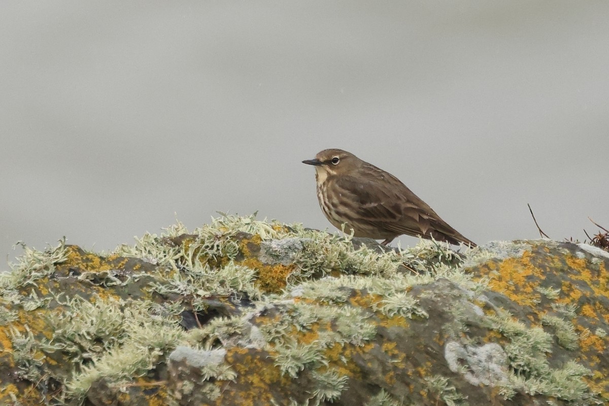 Rock Pipit - ML544372111