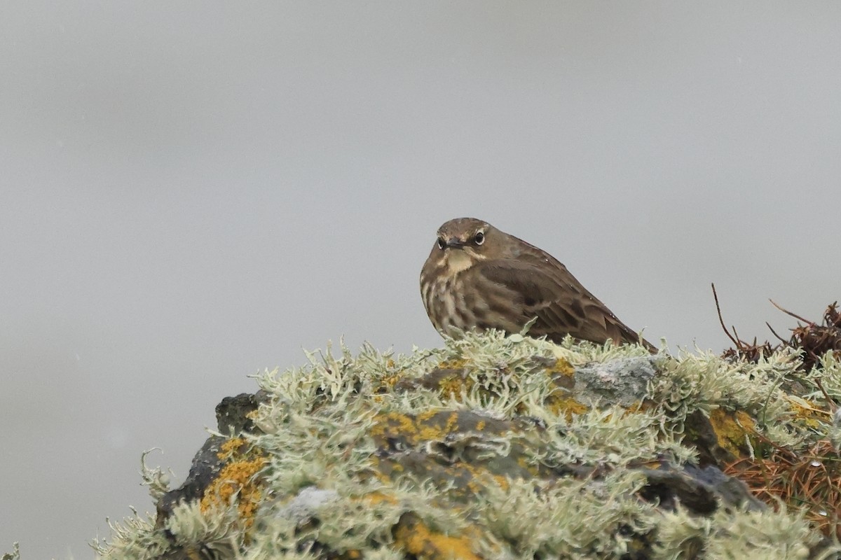 Rock Pipit - ML544372121