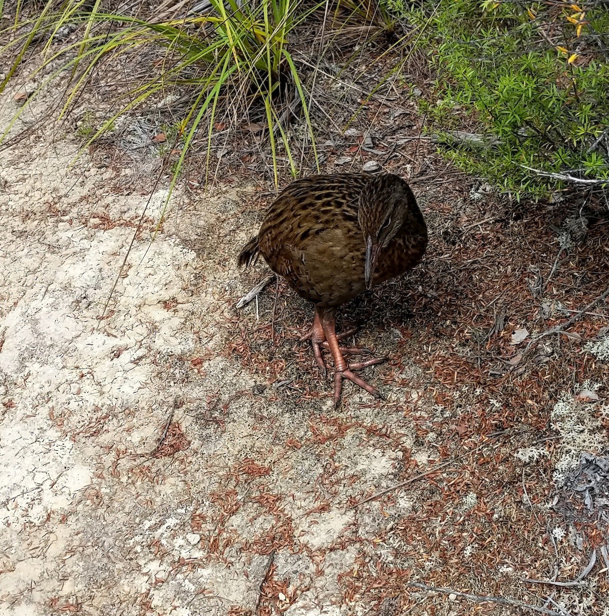 ニュージーランドクイナ - ML544373101