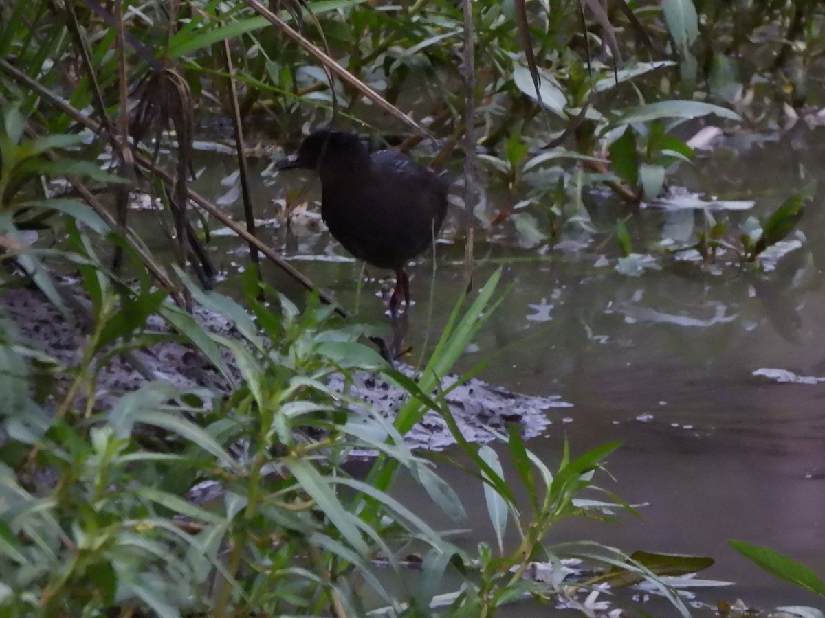 Black Crake - ML544373151