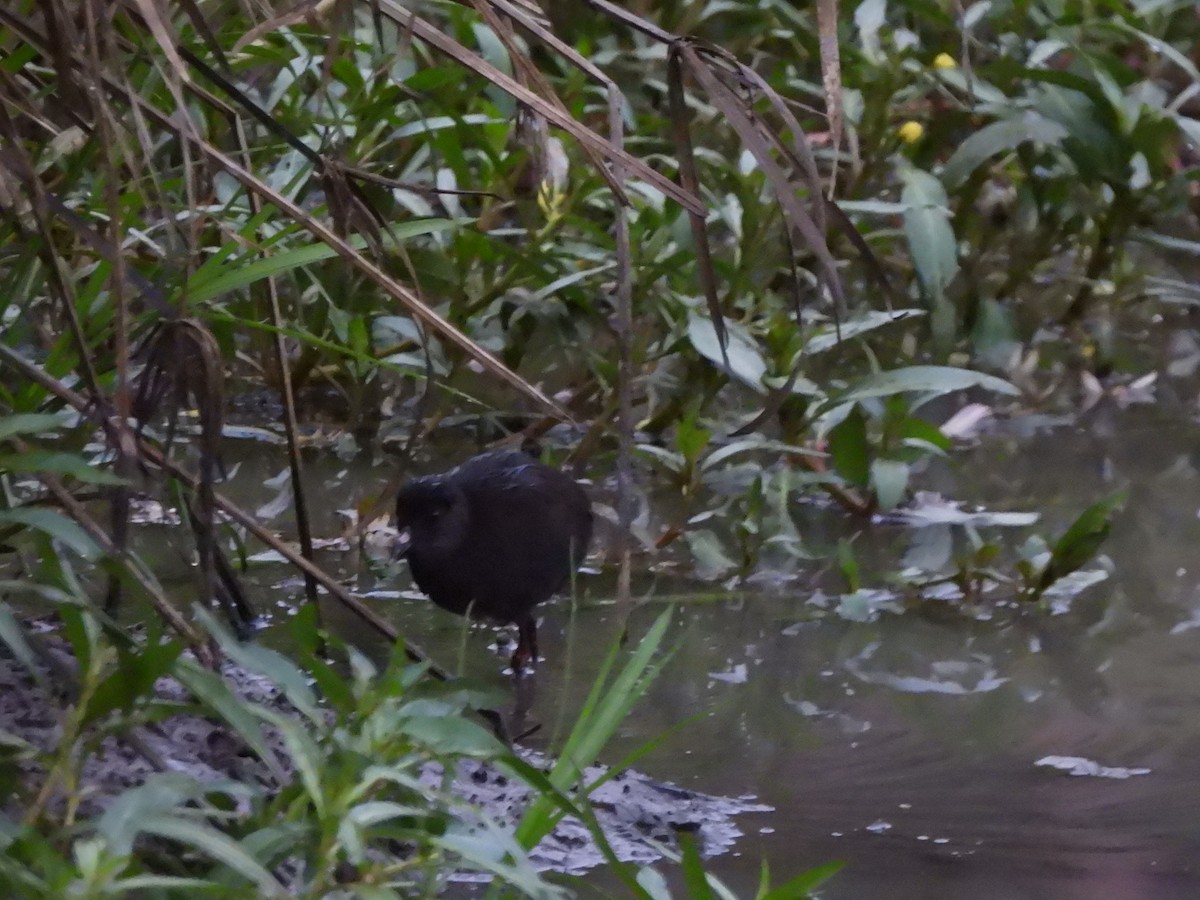 Black Crake - ML544373161