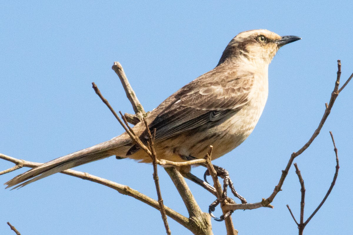 Chalk-browed Mockingbird - ML544373511