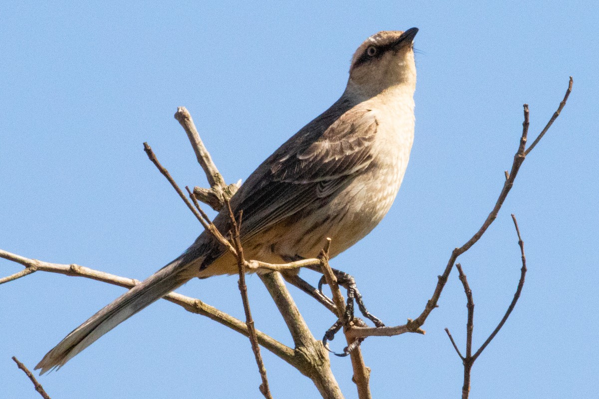 Chalk-browed Mockingbird - ML544373751