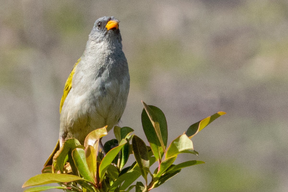 Great Pampa-Finch - ML544374641