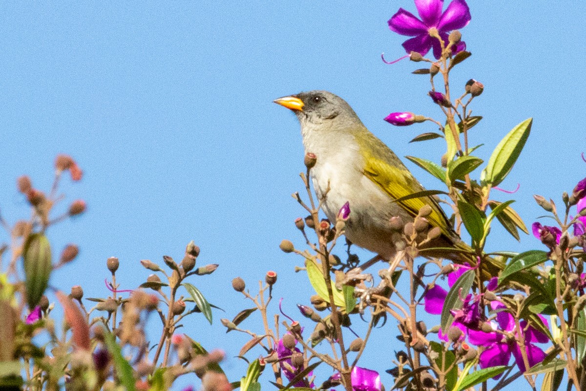 Great Pampa-Finch - ML544374941