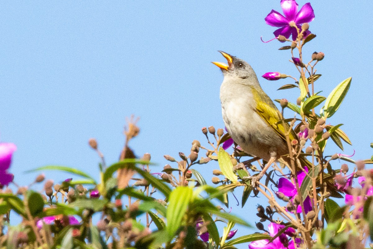 Great Pampa-Finch - Sue Wright