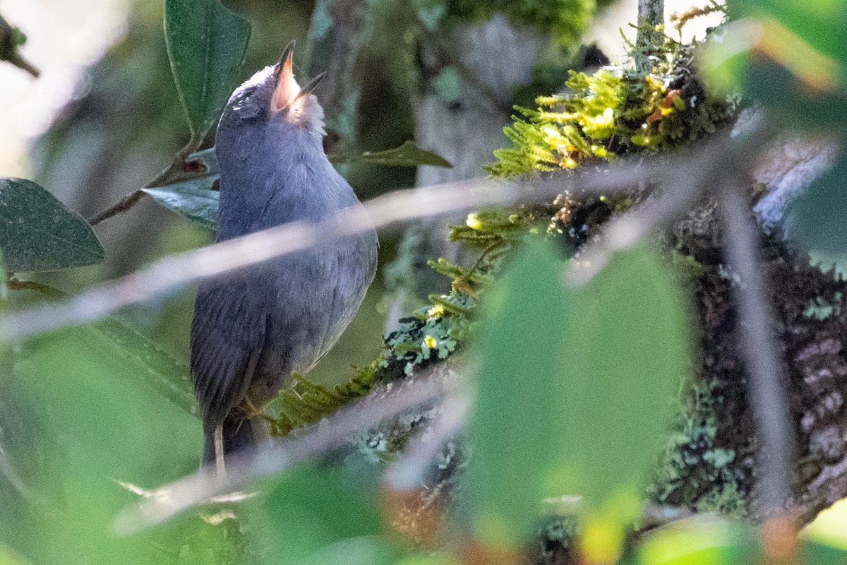 Brasilia Tapaculo - Sue Wright