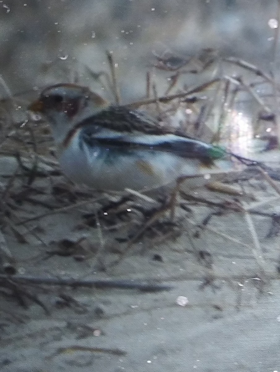 Snow Bunting - ML544377151