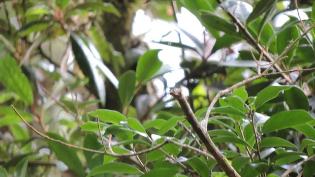 Collared Redstart - ML544377311