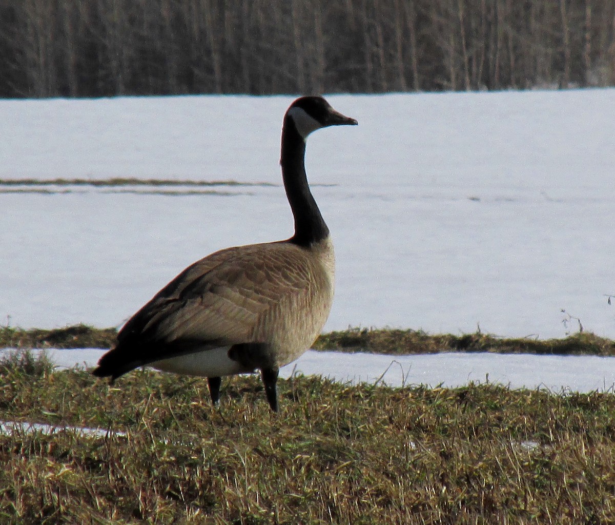 Canada Goose - Sylvie Gagnon