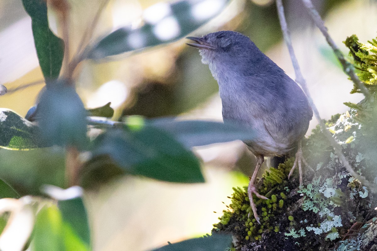 Brasilia Tapaculo - Sue Wright