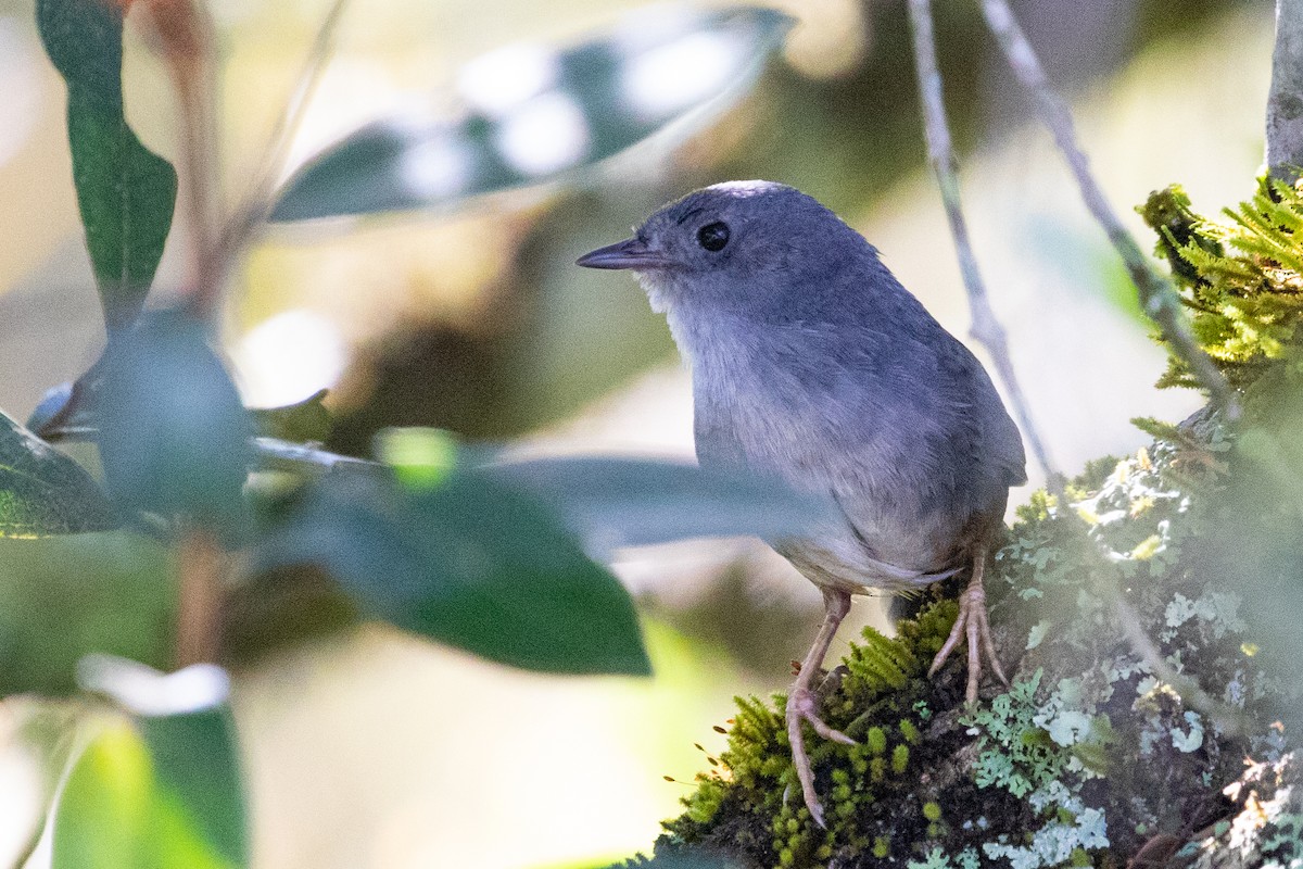 Brasilia Tapaculo - Sue Wright