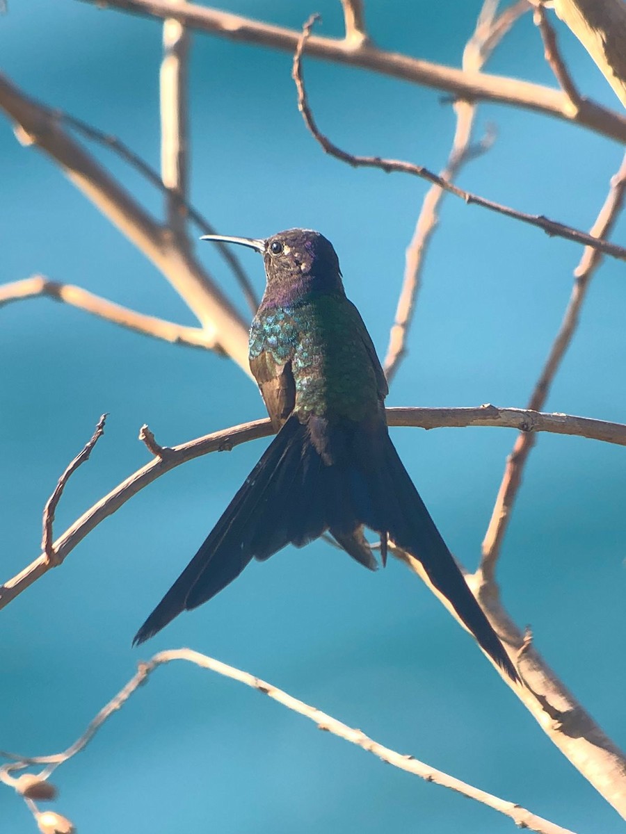 Swallow-tailed Hummingbird - ML544379101