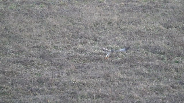 Northern Harrier - ML544379261