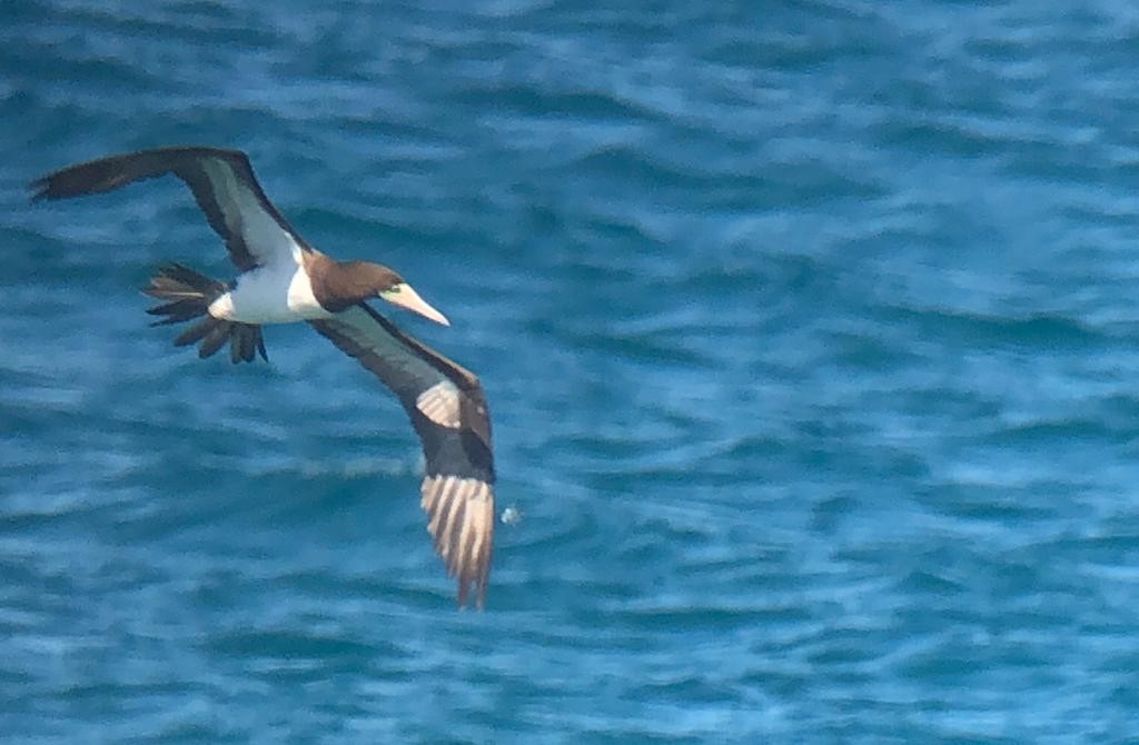 Brown Booby - ML544379271