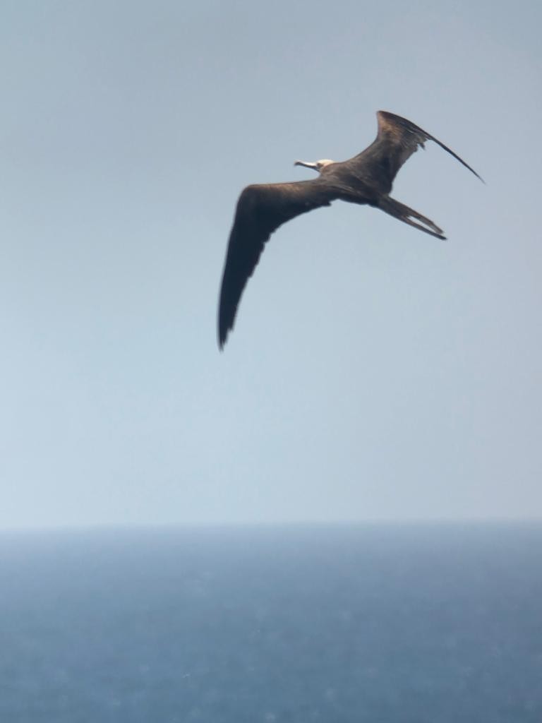 Magnificent Frigatebird - ML544379591