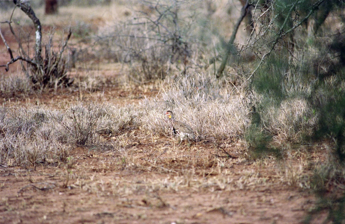 Yellow-necked Spurfowl - ML544380631