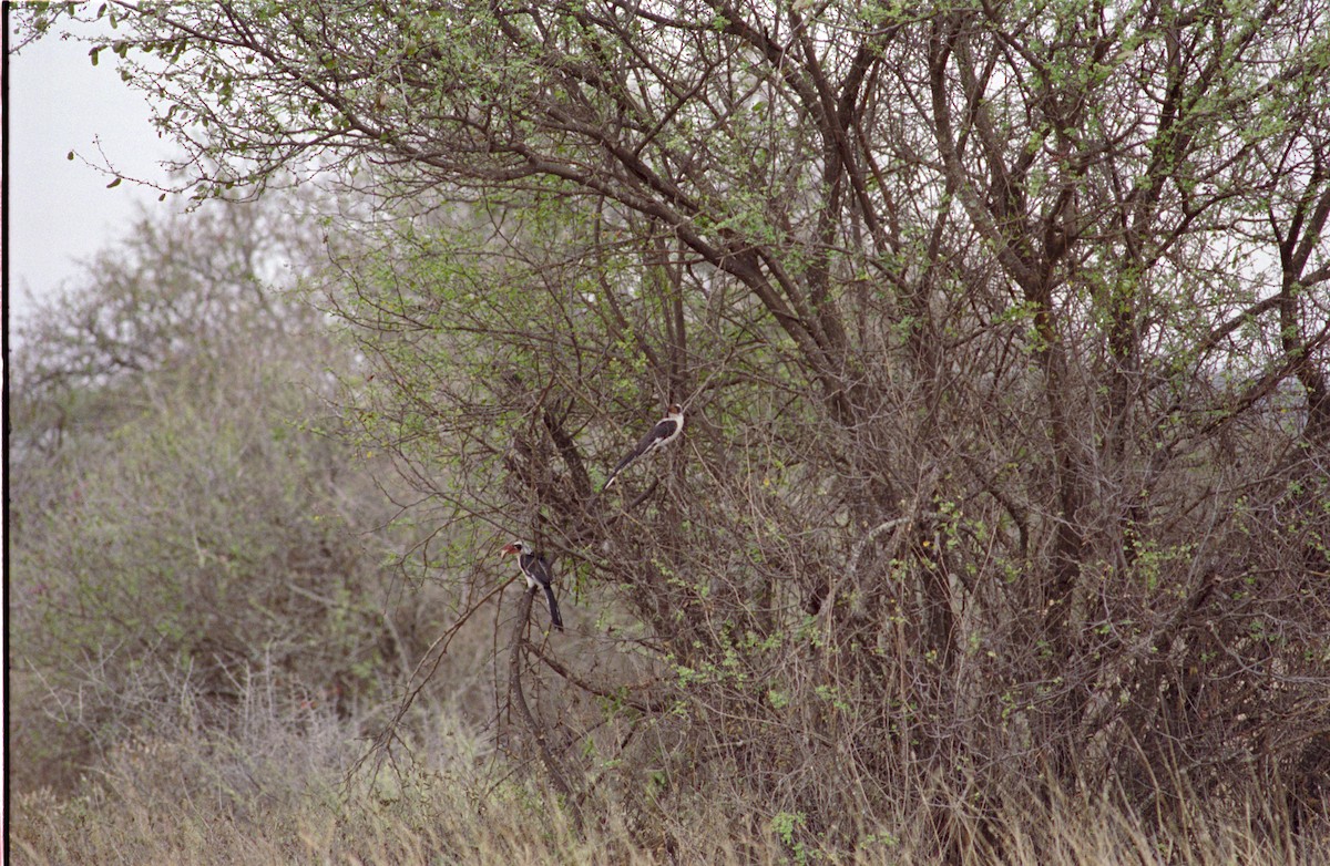 Von der Decken's Hornbill - ML544380661