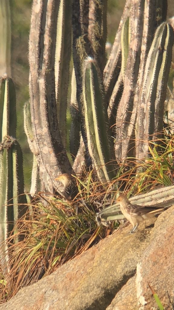 Guira Cuckoo - ML544380861