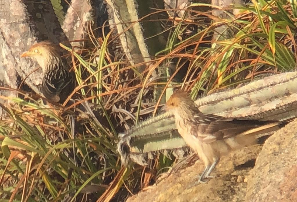 Guira Cuckoo - ML544380921