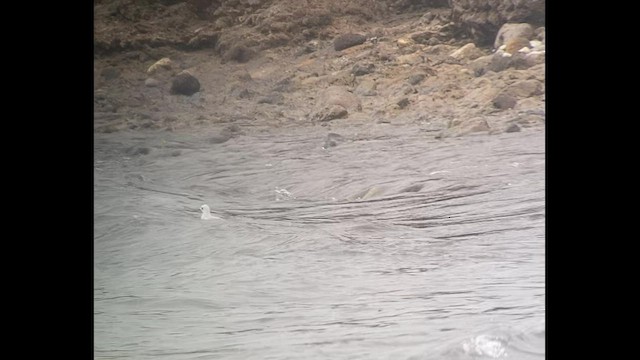 Ross's Gull - ML544381241