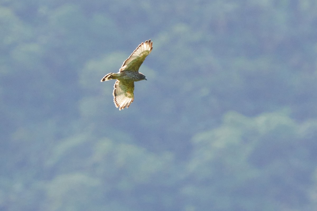 Broad-winged Hawk - Dominique Genna