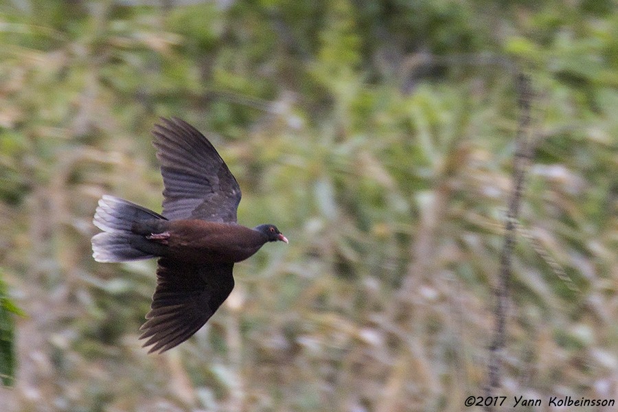 Pigeon des lauriers - ML54438241