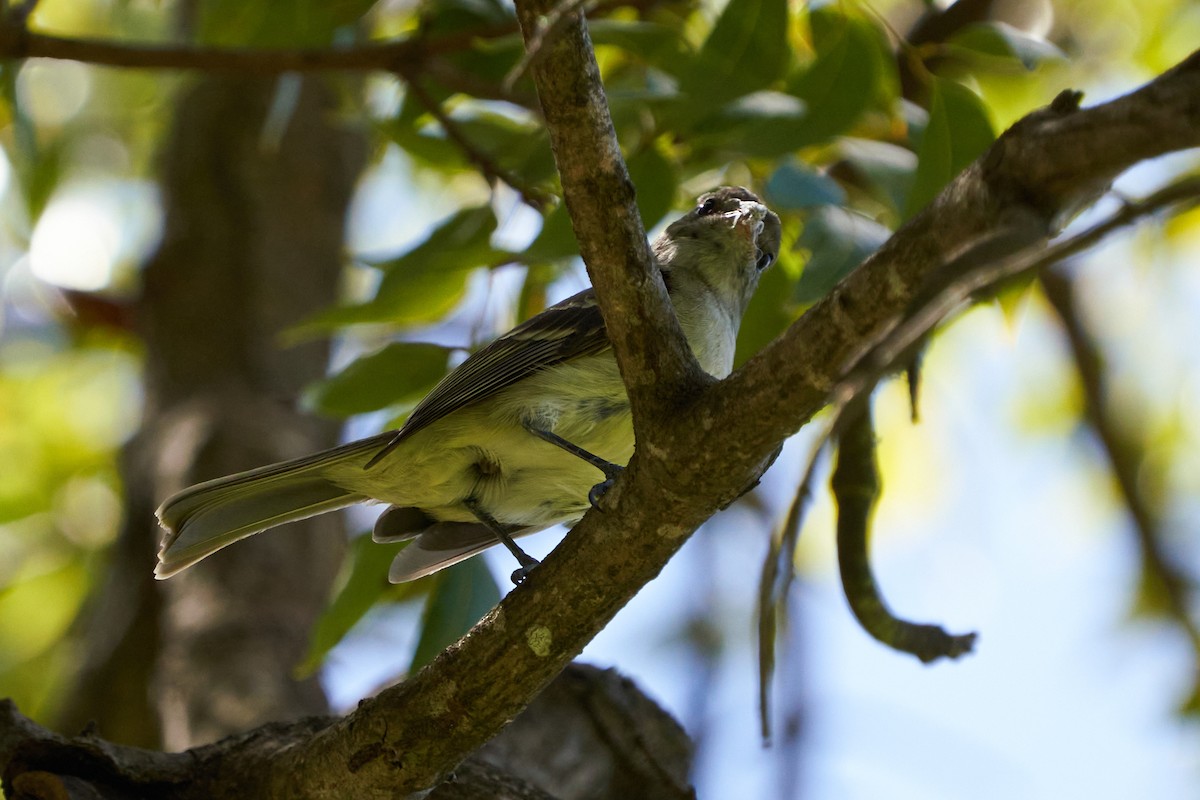 Yellow-bellied Elaenia - ML544382761