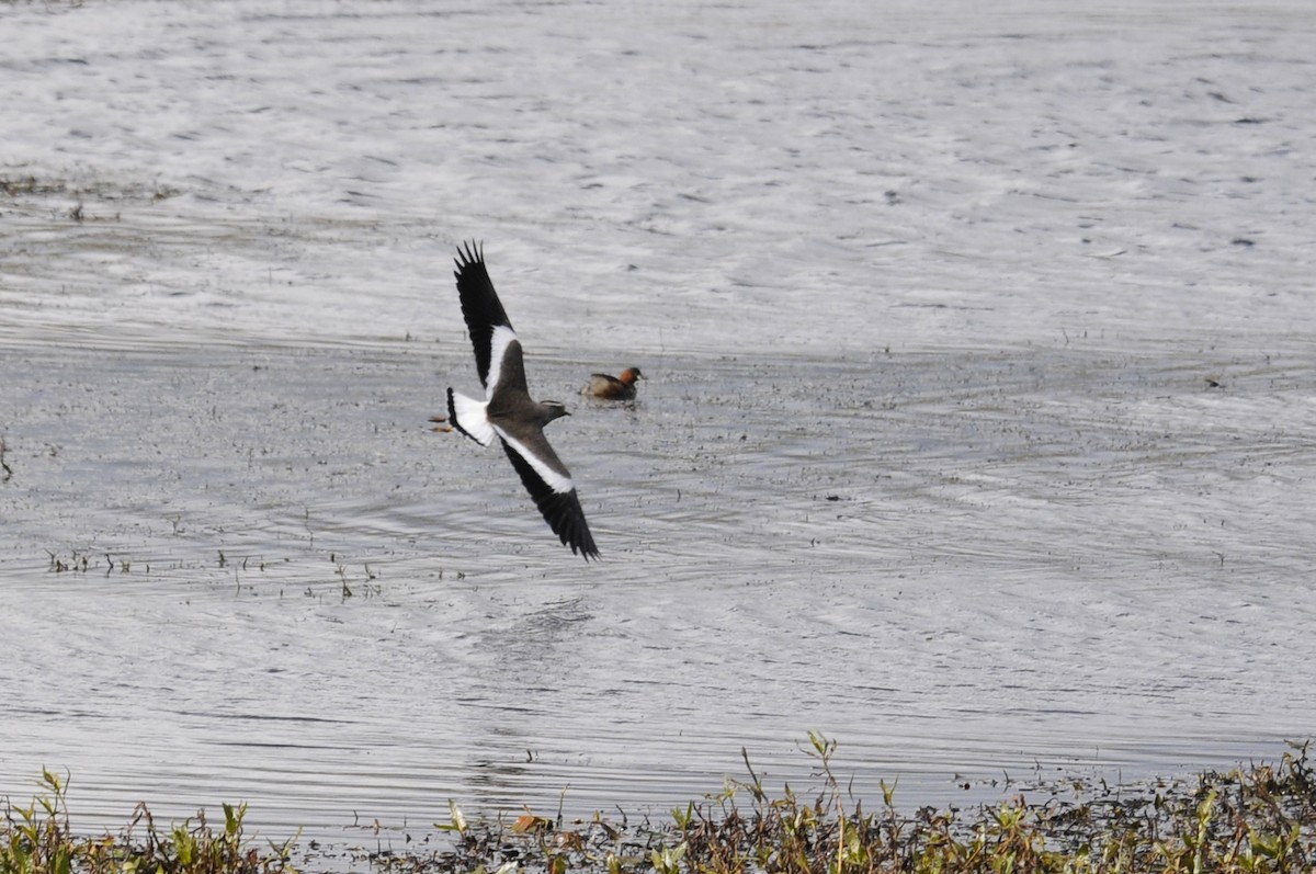 Spot-breasted Lapwing - ML544382861