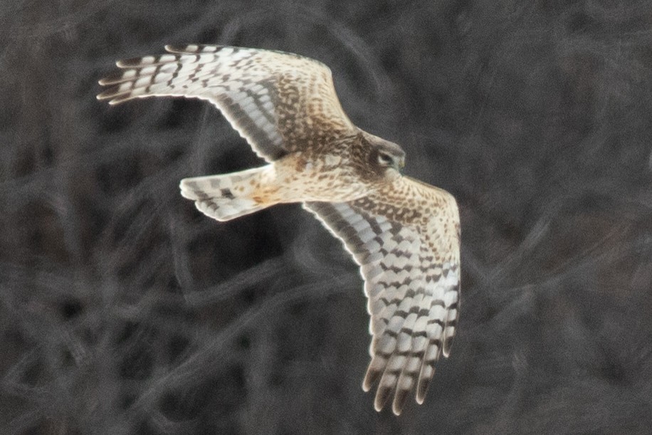 Northern Harrier - David Brown