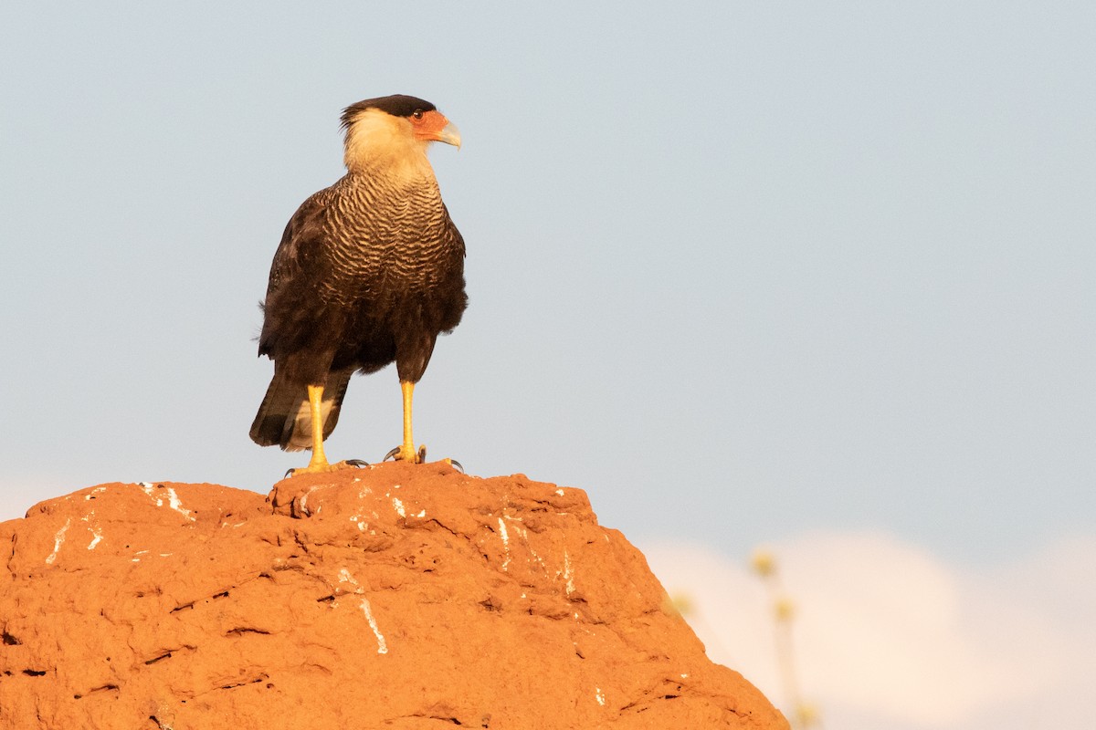 Caracara huppé (plancus) - ML544384211