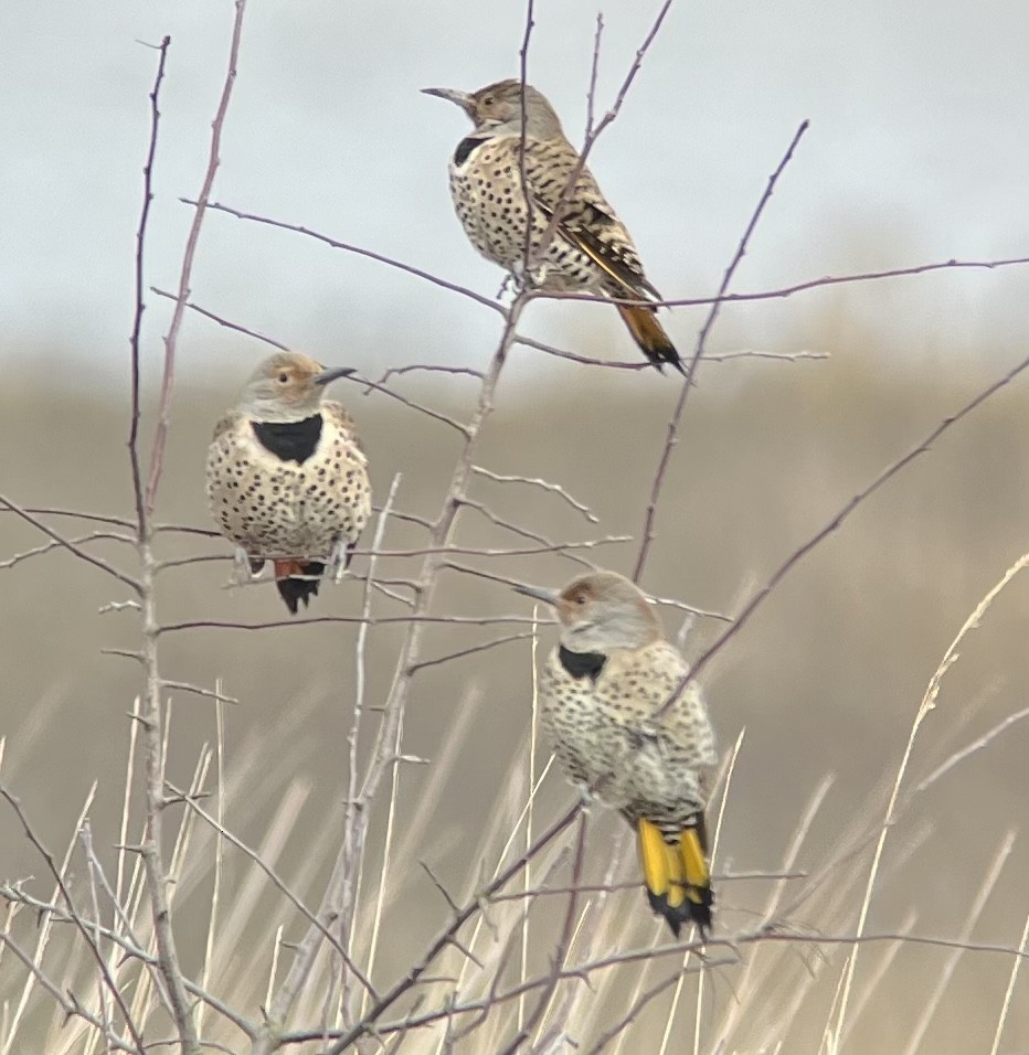 Northern Flicker (Yellow-shafted x Red-shafted) - ML544384241