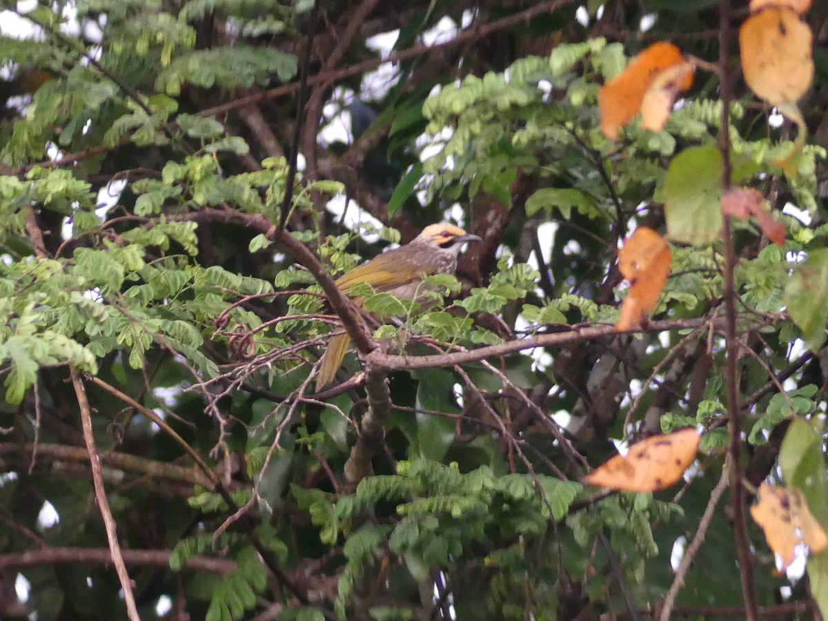 Straw-headed Bulbul - ML544384391