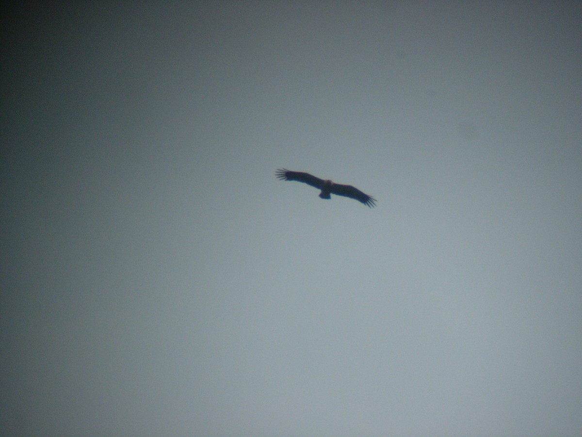 Lesser Spotted Eagle - ML54438441