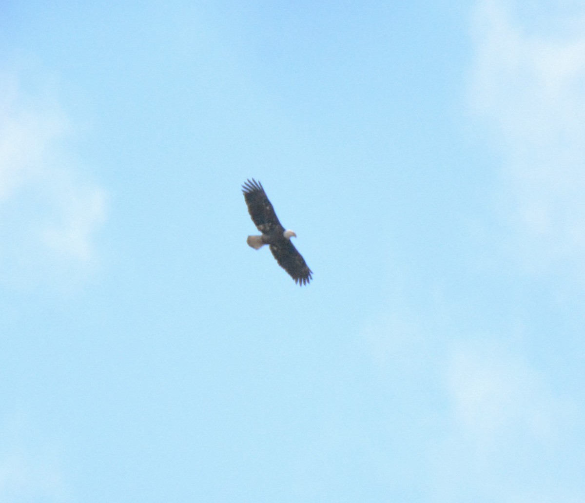 Bald Eagle - ML544384561