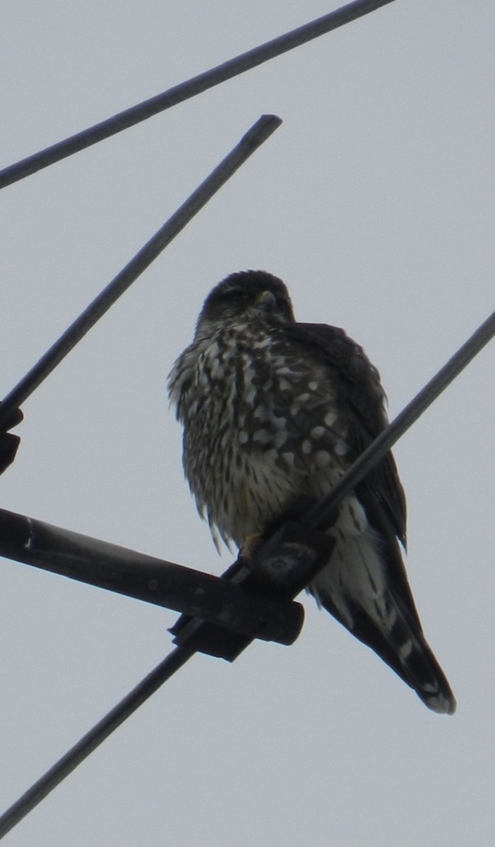 Merlin - ML544385031