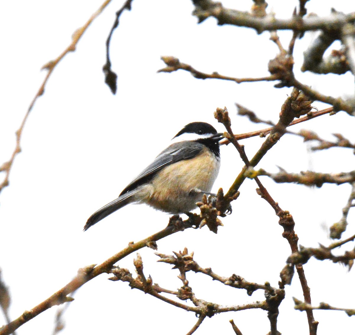 Black-capped Chickadee - ML544385101