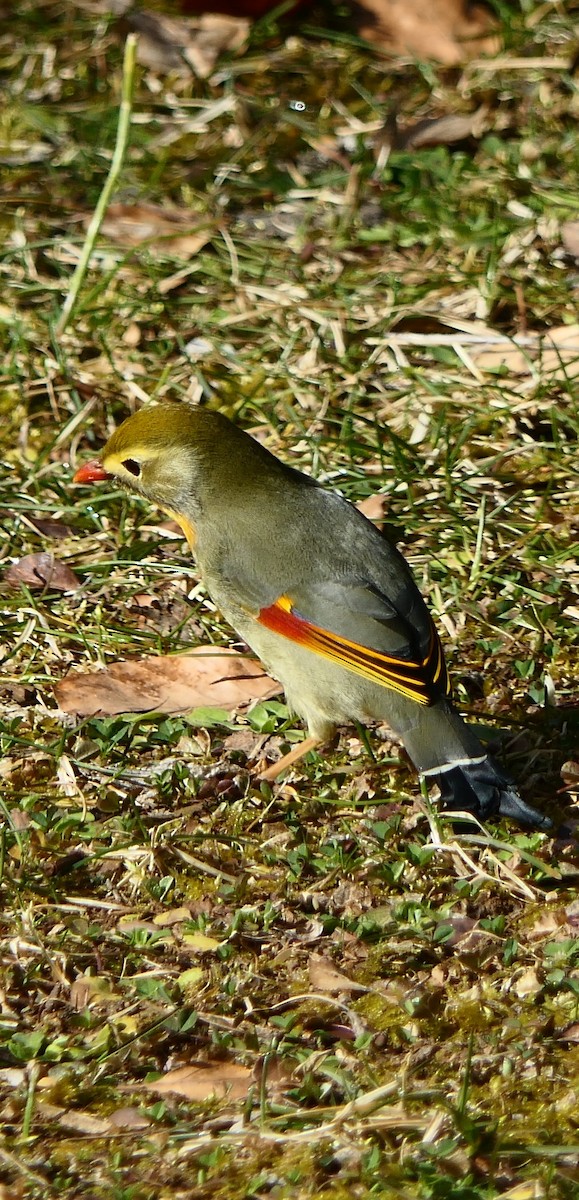 Red-billed Leiothrix - ML544385231