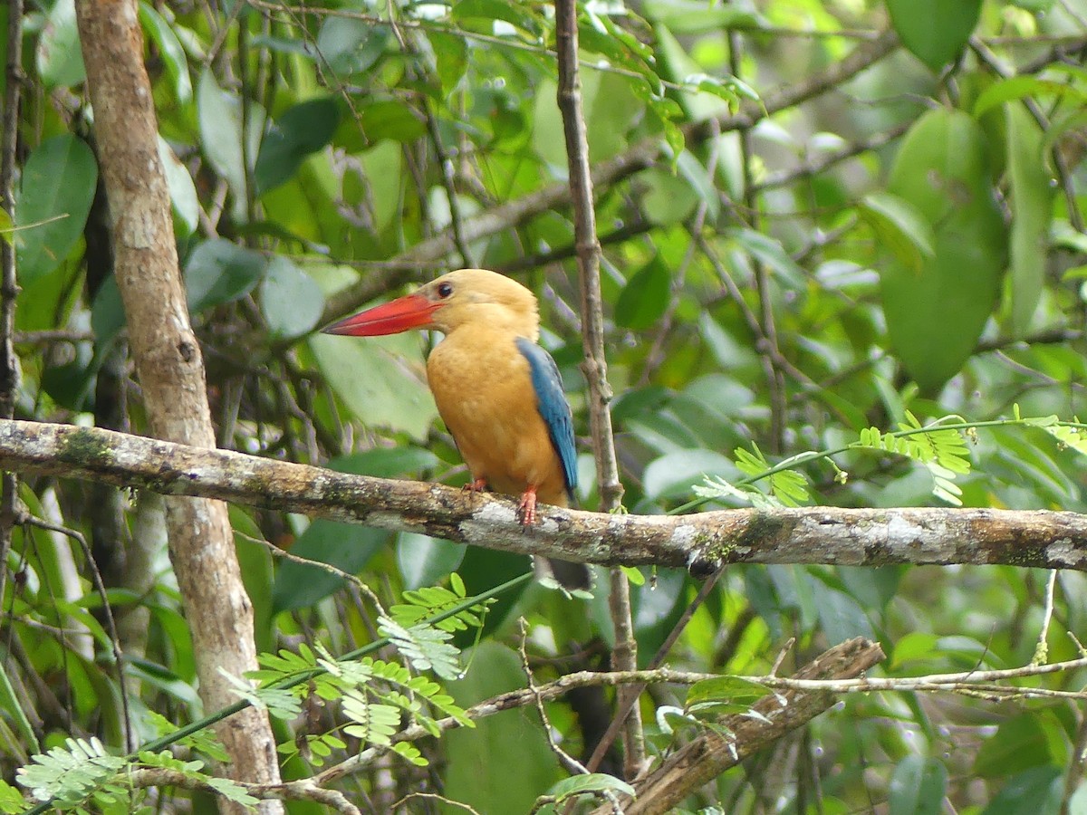 Stork-billed Kingfisher - Danny Hernandez