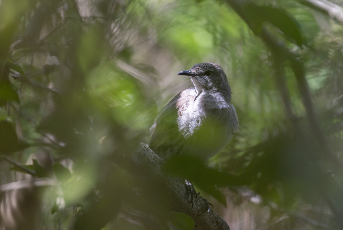 Bahama Mockingbird - ML544385681