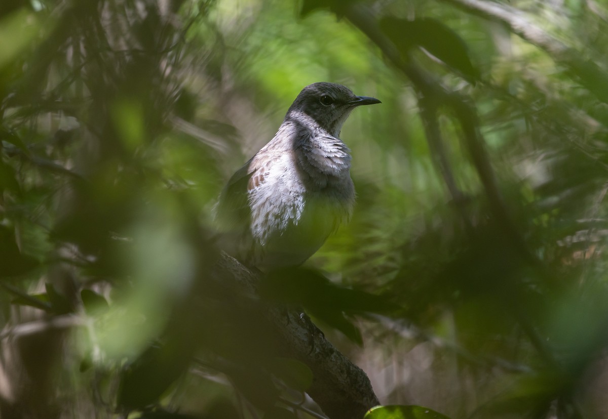 Bahama Mockingbird - ML544385741
