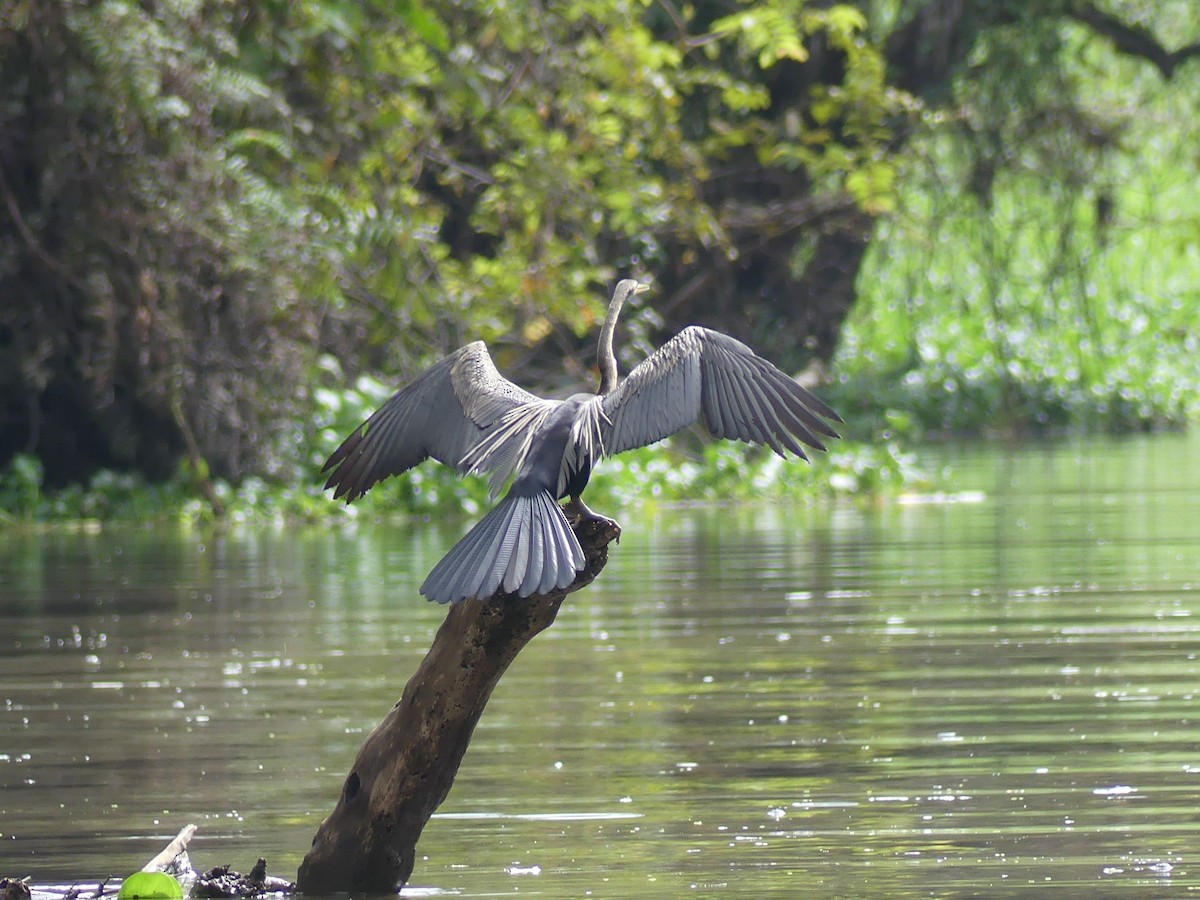 Orient-Schlangenhalsvogel - ML544385791